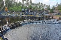 Сосновая аллея - мини - 30