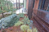 Сосновая аллея - мини - 21