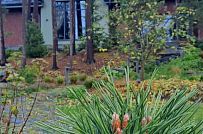 Сосновая аллея - мини - 29