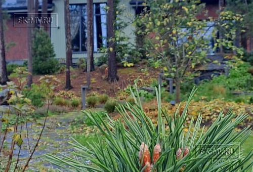 Сосновая аллея - 29